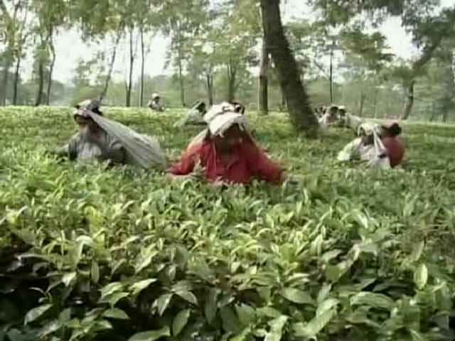 Video : Hard Winter Ahead for Thousands at West Bengal's Tea Gardens
