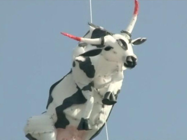 Row Over Hanging of Dummy Cow at Jaipur Art Summit
