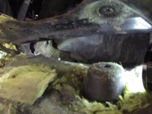 Video : The Incredible Rescue of a Rabbit From a Car Engine