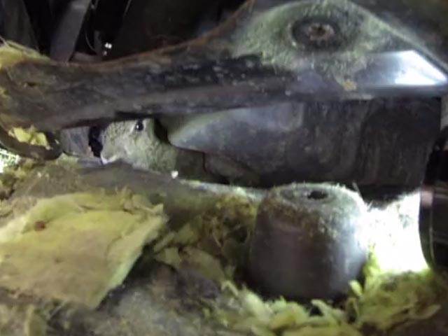 The Incredible Rescue of a Rabbit From a Car Engine