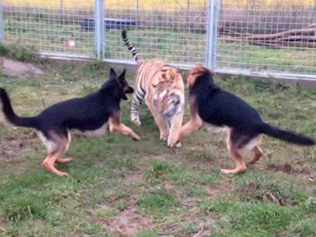 कभी न देखा, न सुना : बाघों और कुत्तों के बीच है 'असंभव' दोस्ती