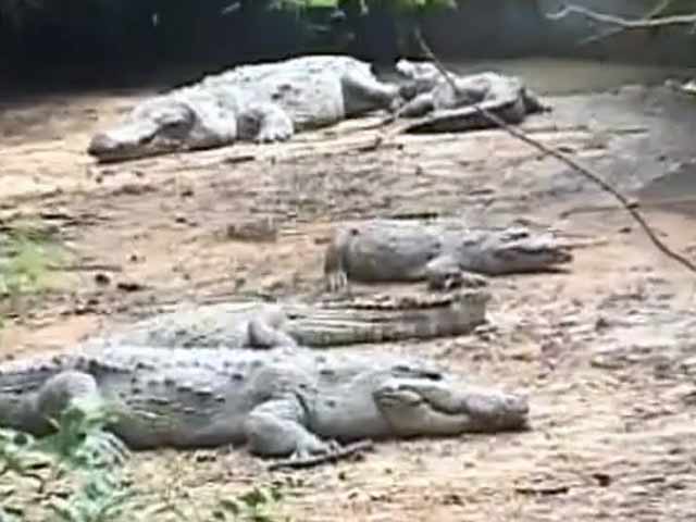 कोई मगरमच्छ नहीं भागा : चेन्नई चिड़ियाघर के अधिकारी