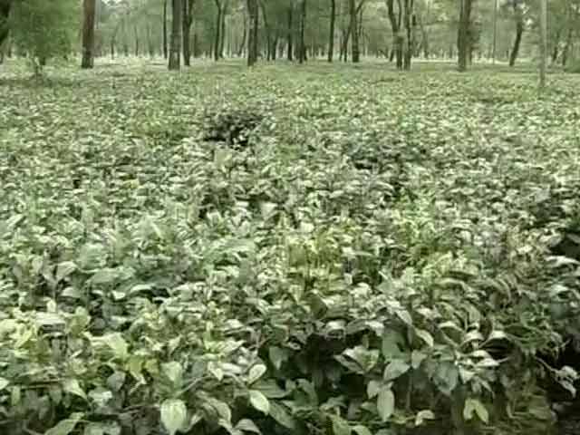 North Bengal Tea Garden Workers Facing Hunger Death Promised Relief