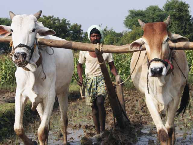 Video : Cultivating Hope for Our Farmers