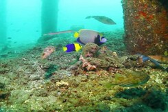 This Beautiful Underwater Forest Provides an Amazing Habitat for Fish This Beautiful Underwater Forest Provides an Amazing Habitat for Fish