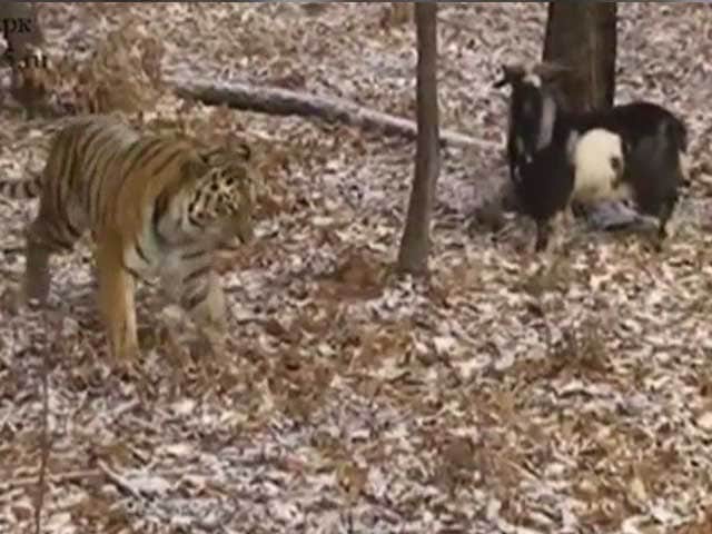 Tiger and Goat Forge Unlikely Friendship in Russian Zoo