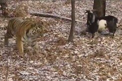 Tiger and Goat Forge Unlikely Friendship in Russian Zoo Tiger and Goat Forge Unlikely Friendship in Russian Zoo