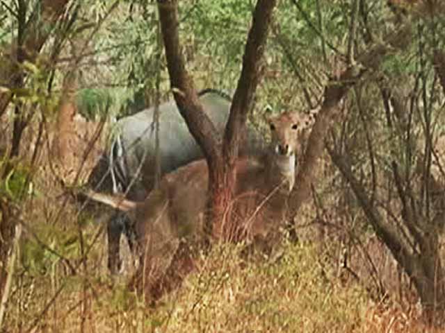 Citizens' Voice: NCR's Green Lungs Under Threat