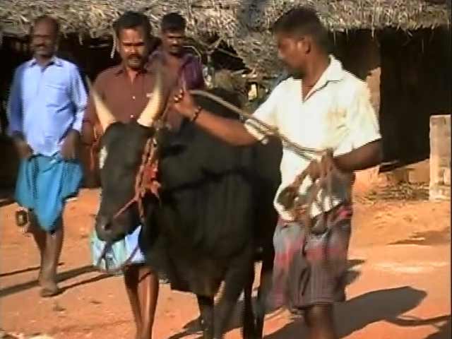 Video : In Centre's Talks To Legalise 'Jallikattu', Many Await Return Of Bull Taming