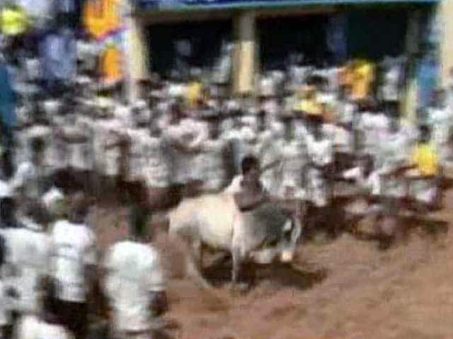 Video : Centre Lifts Ban On Jallikattu In Tamil Nadu, Order Angers Activists