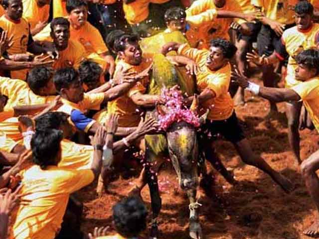 Video : Plea Against Jallikattu To Be Heard By Supreme Court Today