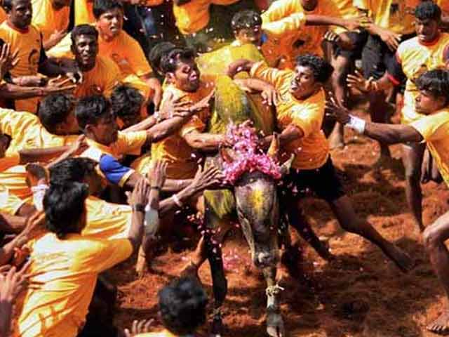 Plea Against Jallikattu To Be Heard By Supreme Court Today