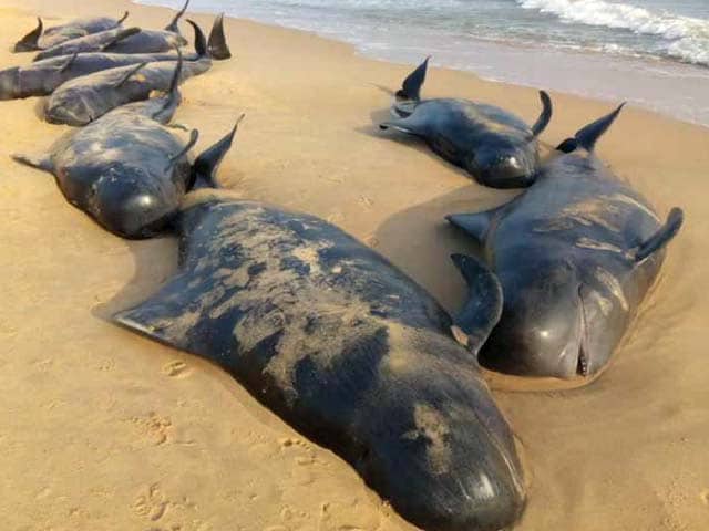 100 Whales Wash Up At Beach 600 Km From Chennai