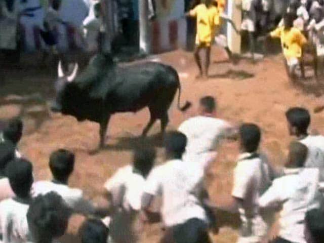 Video : Jallikattu: Tamil Nadu Farmers Still Hopeful Despite Top Court's Stay