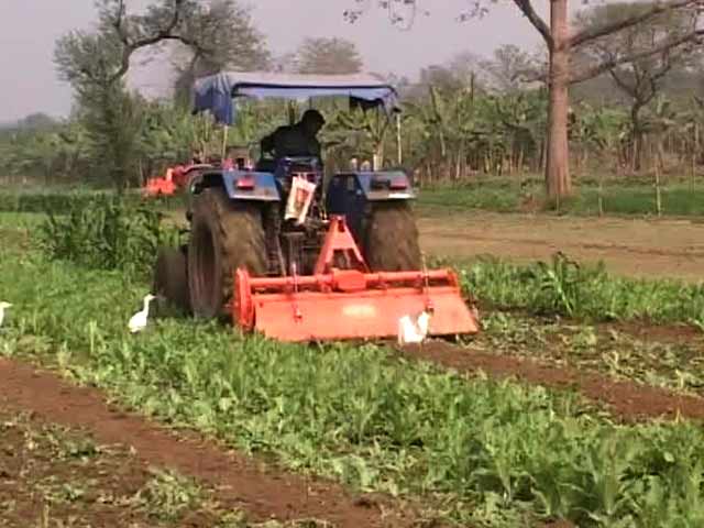 Poppy Fields Of Malda May Be Key To Mob Violence On January 3