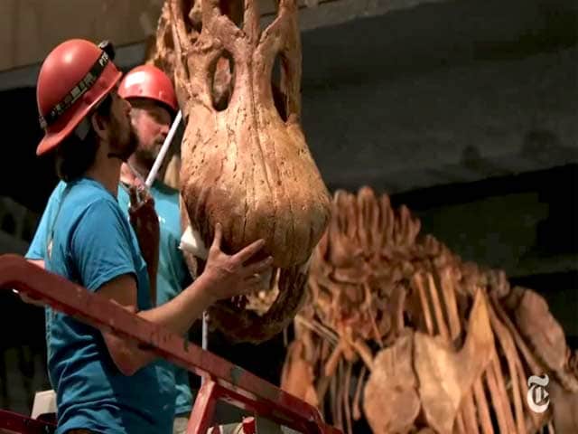 Video : A New Dinosaur Takes Shape