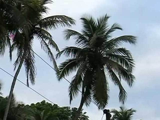 Video : Goa's Humble Coconut Tree Strikes A Controversy