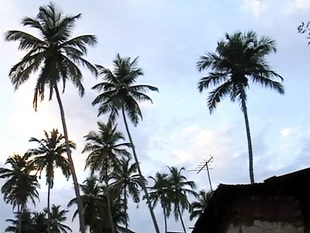 Videos : गोवा में आकर्षण के केंद्र नारियल के पेड़ को लेकर विवाद गहराया