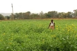 55-Year-Old Ban On Cheap Dal Khesari May Be Lifted But Questions Remain 55-Year-Old Ban On Cheap Dal Khesari May Be Lifted But Questions Remain