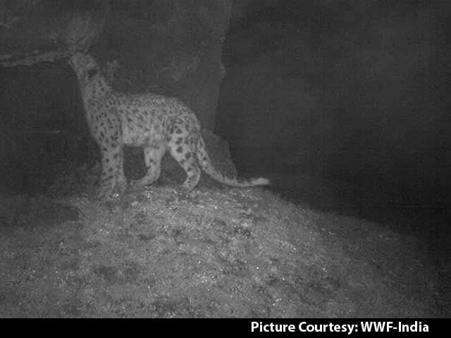 Cameras Trap First Evidence Of Snow Leopards In Sikkim