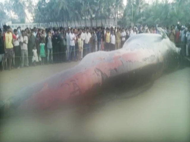 मुंबई के जुहू में समंदर किनारे पहुंची बड़ी मछली, देखने के लिए उमड़ी भीड़