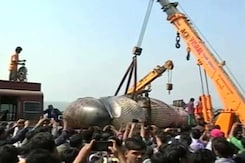 30-Foot Whale Dead On Mumbai's Juhu Beach, Cranes Remove Body 30-Foot Whale Dead On Mumbai's Juhu Beach, Cranes Remove Body