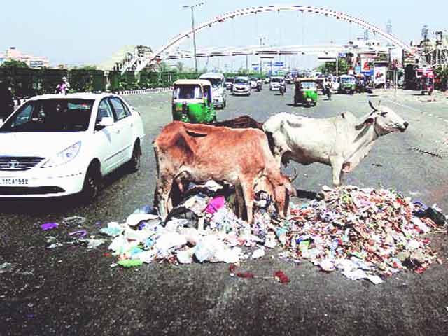 नेशनल रिपोर्टर : दिल्ली में कूड़े पर सियासत