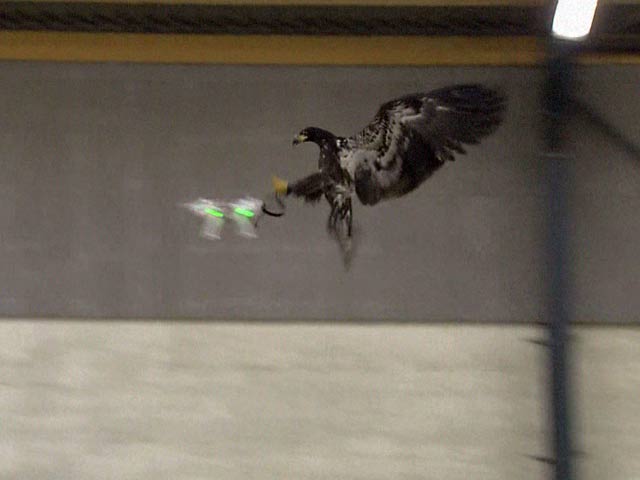 Dutch Police to Counter Drones with Winged Warriors