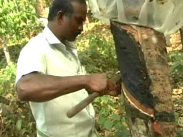 Video : Ahead Of Elections, Kerala's Rubber Crisis Turns Political