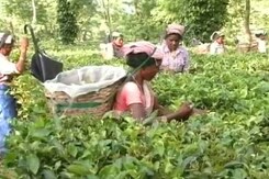 Assam Tea Workers Await Tribal Status As Congress, BJP Fight For Their Vote Assam Tea Workers Await Tribal Status As Congress, BJP Fight For Their Vote