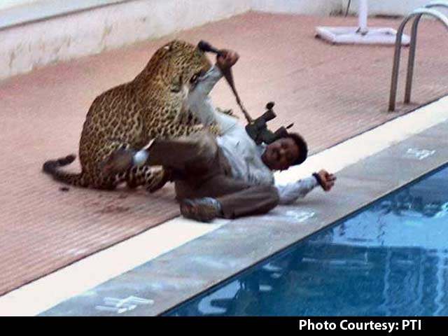 Leopard At Bengaluru School Injures 4, Brawls Near Pool