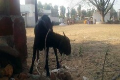 जज के बंगले की घास चरने की दोषी बकरी छूटी, लेकिन मालिक गया जेल जज के बंगले की घास चरने की दोषी बकरी छूटी, लेकिन मालिक गया जेल