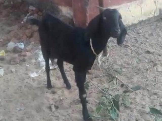 Video : No, Seriously. A Goat Arrested, Then Gets Bail In Chhattisgarh.