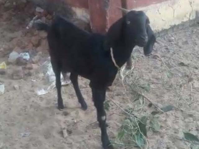 No, Seriously. A Goat Arrested, Then Gets Bail In Chhattisgarh.