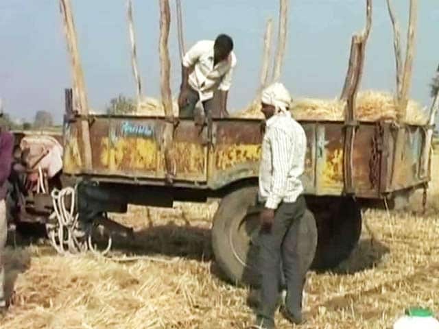 Video : Lost Crops Because Of PM Modi's Rally, Alleges Madhya Pradesh Farmer