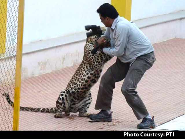 Bengalaru School Closes After Leopards Spotted Again Near Campus