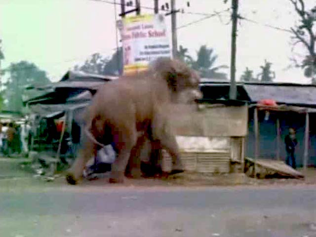 Caught On Video, A Wild Elephant Tears Through A Bengal Town