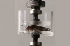 Cockroach-Inspired Robots Can Squeeze Through Cracks Cockroach-Inspired Robots Can Squeeze Through Cracks