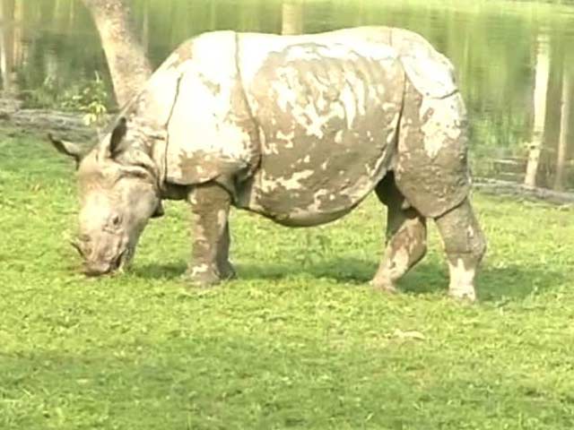 Assam's Rhinos Fall To Poachers As Political Parties Lock Horns