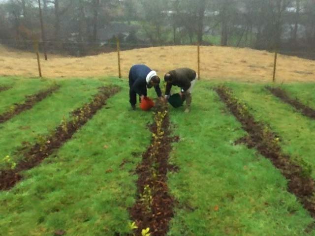 Tea In The Highlands? 'Mad' Grower Tends Blooming Crop