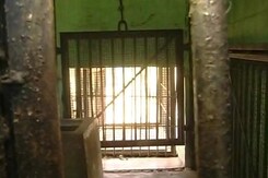 Captured Leopard Escapes From Enclosure In Bengaluru Captured Leopard Escapes From Enclosure In Bengaluru