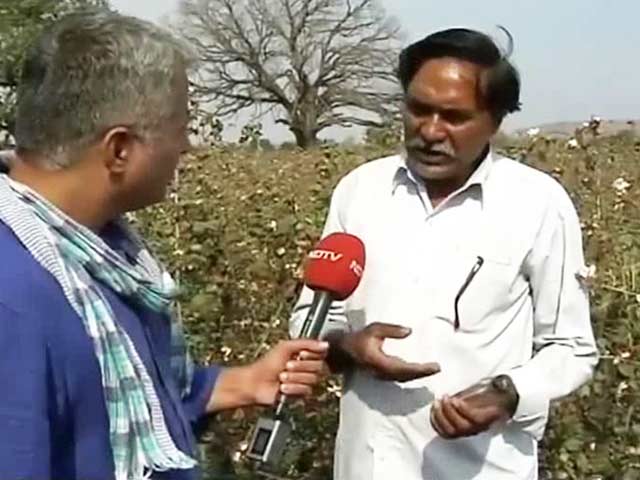 Why Cotton Farmers In Maharashtra's Yavatmal Are Unhappy With BJP