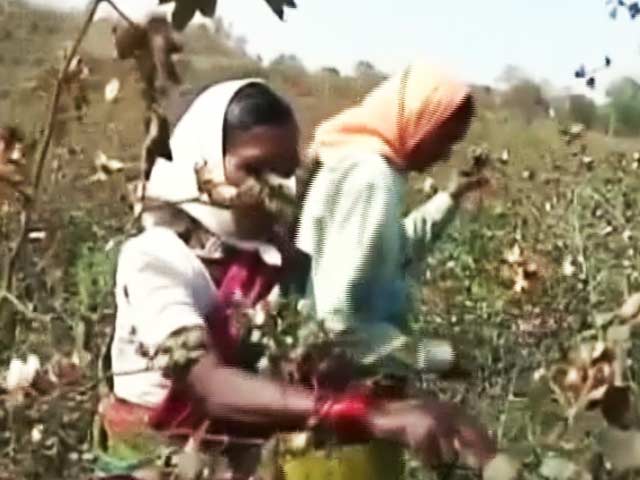 Video : किसानों की खुदकुशी की बड़ी वजह : फसल उगाने में लागत अधिक, लेकिन दाम नहीं मिलते