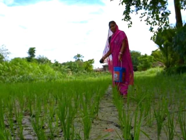 Cultivating Hope: Shift in Gender Roles in the Agriculture Sector