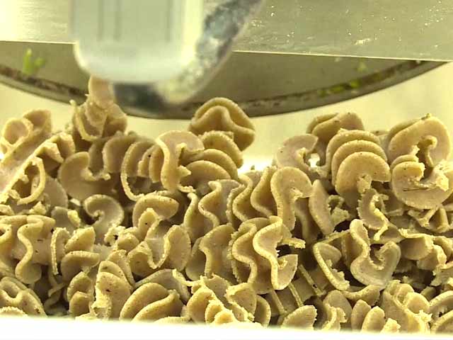Cricket Radiatori? Insect Pasta Takes Off in France
