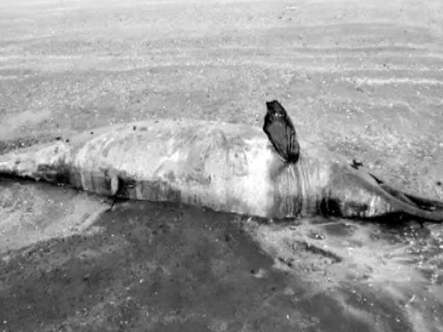 Dead Dolphin Washes Up On Beach Near Mumbai