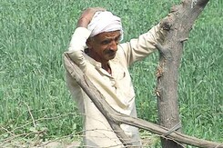 दिल्ली : आर्ट ऑफ लिविंग के सांस्कृतिक महोत्सव के लिए 'उजाड़ दिए खेत' दिल्ली : आर्ट ऑफ लिविंग के सांस्कृतिक महोत्सव के लिए 'उजाड़ दिए खेत'