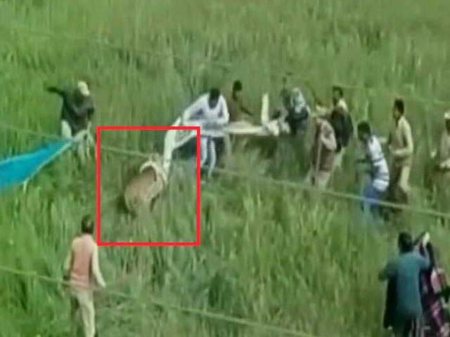 उत्तराखंड में रिहायशी इलाके में घुसा तेंदुआ, कड़ी मशक्कत के बाद पकड़ा गया