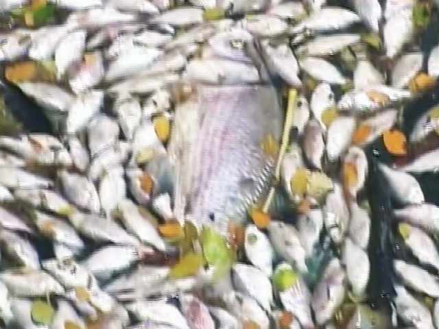 बेंगलुरू : उल्सूर लेक में हजारों मछलियों की मौत