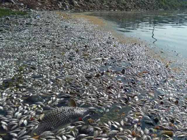 Dead Fish, Thousands Of Them, Show Up Around Bengaluru Lake